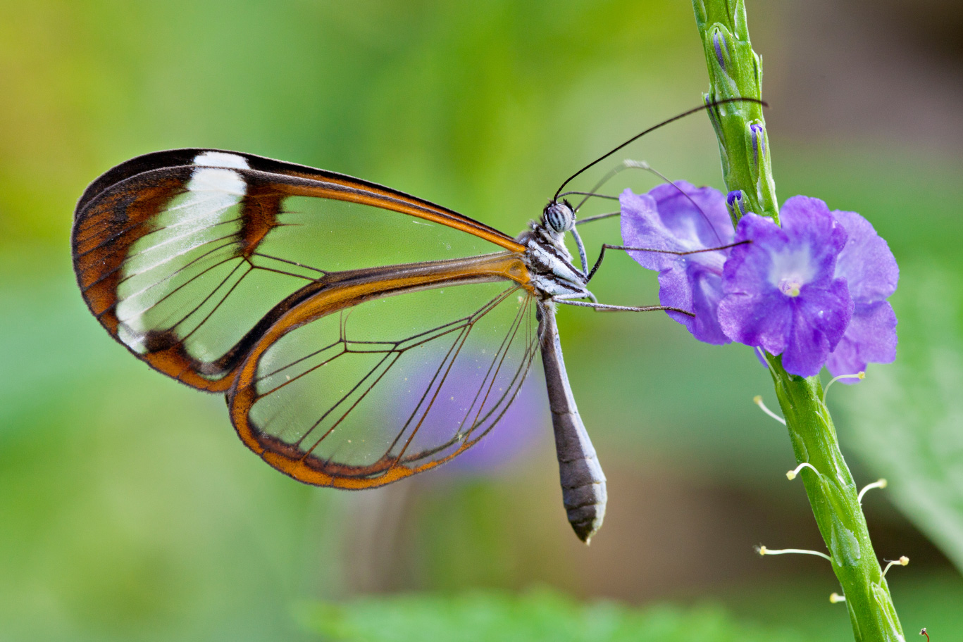renaissance insurance butterfly image