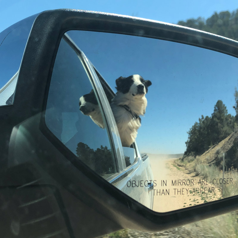 dog out the window